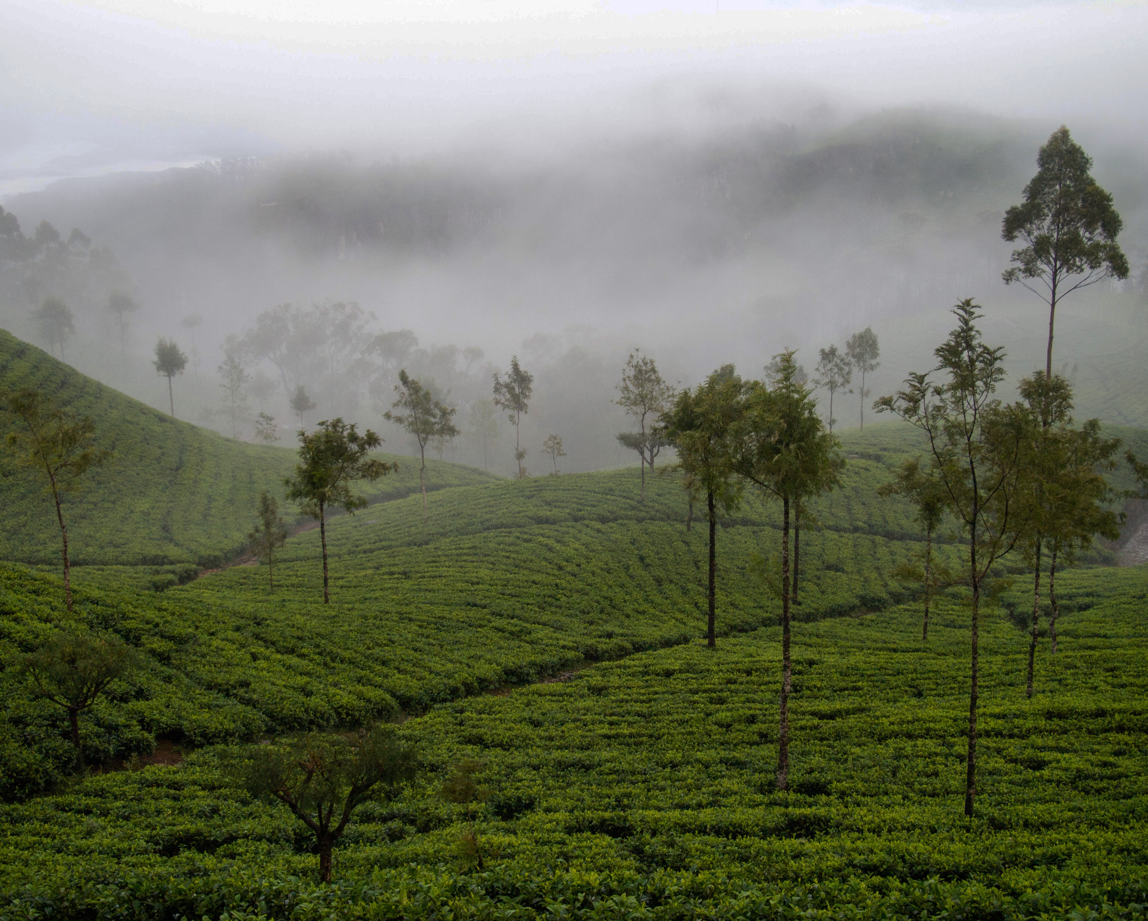 Tea plantations, Sri Lanka hill country